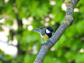 Great tit bird with a caterpillar in its beak