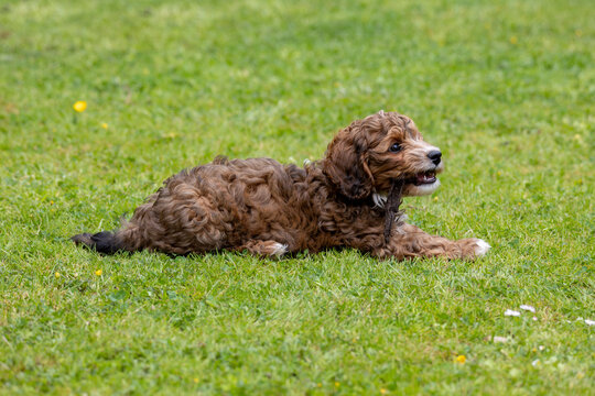 Cavapoochon Brown Curly Fur Dog Lays on Green Garden Lawn with Head Up on a Sunny Summers Day