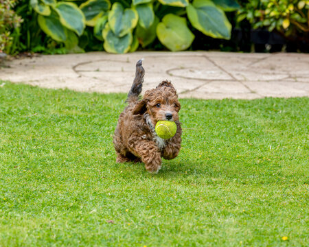 Cavapoochon Dog with Curly Brown and White Fur Running on Garden Lawn with Yellow Tennis Ball in Mouth