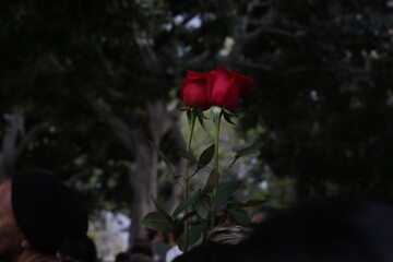 LGBTQ vigil: two roses