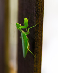 praying mantis on a branch