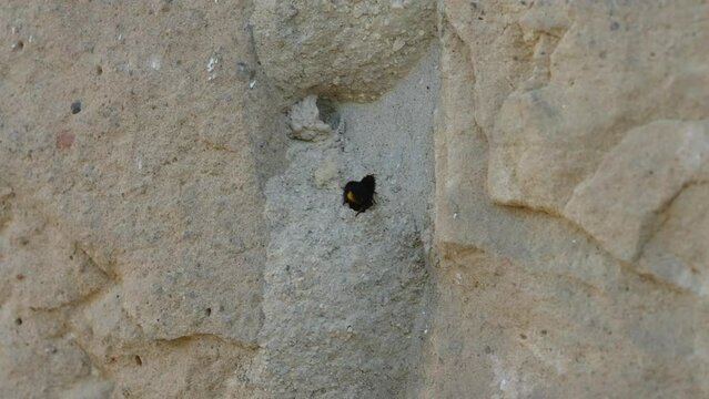 Schwarze M&ouml;rtelbiene baut Nest