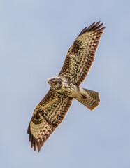 Common Buzzard