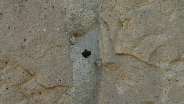 Schwarze M&ouml;rtelbiene baut Nest