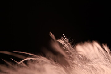 White texture abstract on black background, bird feather	
