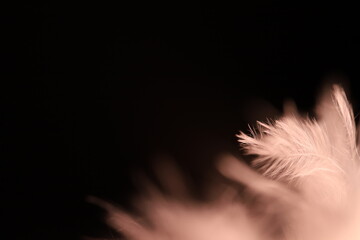White texture abstract on black background, bird feather	