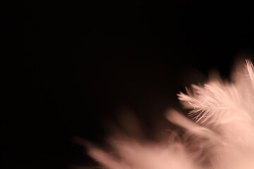 White texture abstract on black background, bird feather, macro 2x	

