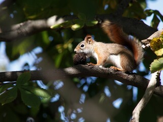 American Red Squirrel 