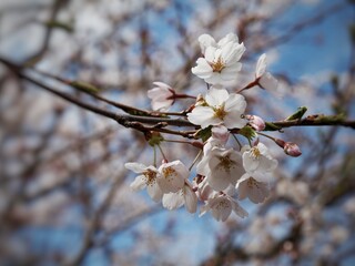 Cherry Blossoms 