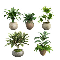 Fototapeta premium plants in pots