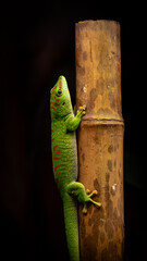 green lizard © 1