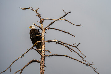 Bald eagle in a dead tree, Steamboat Colorado