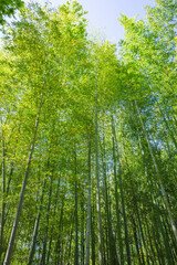 Fototapeta premium 綺麗な緑が印象的な竹林。初夏の日差しと微風を浴びて揺れ動く