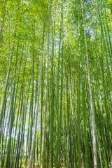 Fototapeta premium 綺麗な緑が印象的な竹林。初夏の日差しと微風を浴びて揺れ動く