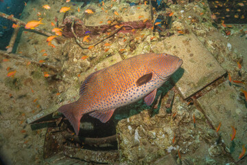 Fish swimming in the Red Sea, colorful fish, Eilat Israel
