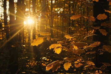 Golden sunlight filtering through autumn leaves, casting warm hues and delicate shadows in the peaceful forest