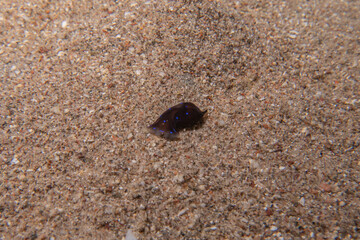 Sea Slug in the Red Sea Colorful and beautiful, Eilat Israel
