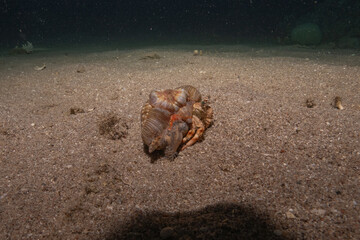 Hermit Crab in the Red Sea Colorful and beautiful, Eilat Israel