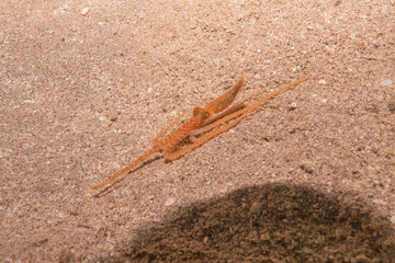 Octopus king of camouflage in the Red Sea, Eilat Israel 
