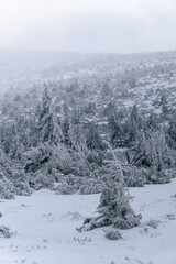 Szlak na Szrenice podczas zimowej wedrowki, Szklarska Poreba. Zimowa atmosfera, oszronione skaly, mglisty dzien. - obrazy, fototapety, plakaty