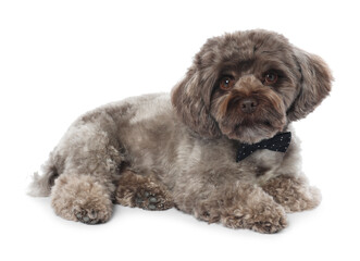 Cute Maltipoo dog with bow tie on white background. Lovely pet