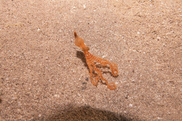 Octopus king of camouflage in the Red Sea, Eilat Israel 
