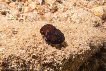 Sea Slug in the Red Sea Colorful and beautiful, Eilat Israel
