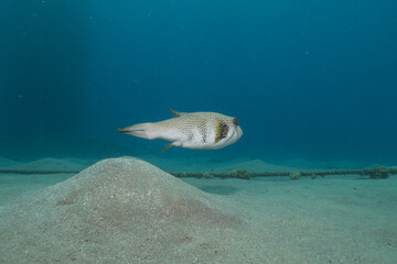 Obraz premium Fish swimming in the Red Sea, colorful fish, Eilat Israel 