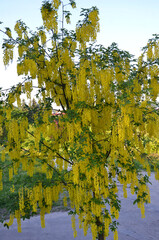 Blooming golden raintree (Koelreuteria paniculata) .Landscaping ,gardening concept .