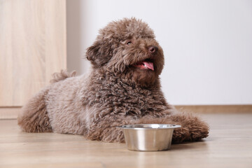 Cute Toy Poodle dog near feeding bowl indoors
