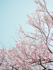 cherry blossom in spring
