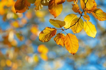 Autumnal leaves descending from a tree, showing the seasonal alteration and the cyclic pattern of life