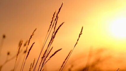 Beautiful summer landscape-grass illuminated by the sun at sunset. A hot , summer day.