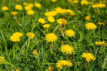 a field full of yellow flowers and grass and with no one in it