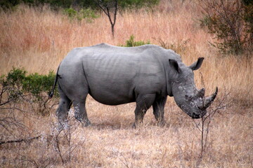 white rhino walking in the grass