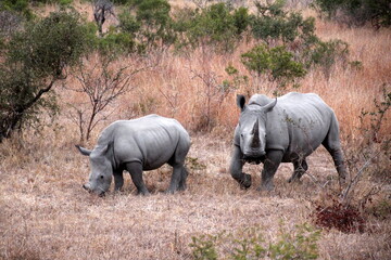 white rhino and calf in the savannah