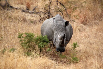 Rinoceronte en estado salvaje 