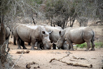 Naklejka premium white rhino in the wild