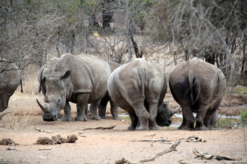 white rhino in the wild