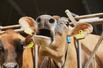 Cute curious Jersey cow on a farm in Denmark