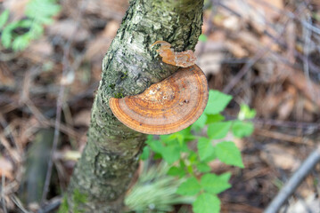 A disk-shaped trutovik on a tree in a forest.
