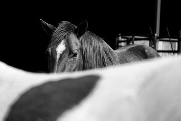 Horses on ranch closeup in black and white for equine art.