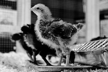 Chick closeup with little friends on chicken poultry farm in black and white.
