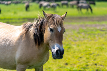 Wildpferde in Dülmen