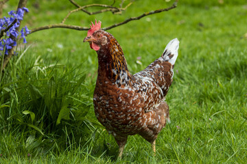 Free range Tricolore chicken as rare chicken breeds concept.
