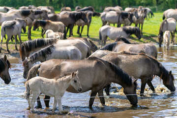 Wildpferde in Dülmen