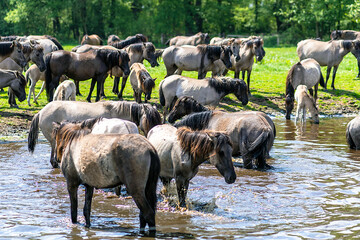 Wildpferde in Dülmen