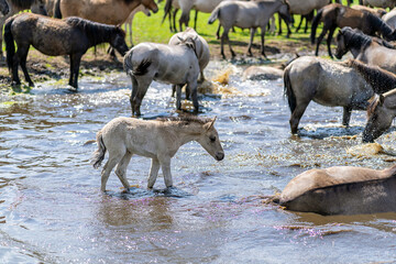 Wildpferde in Dülmen