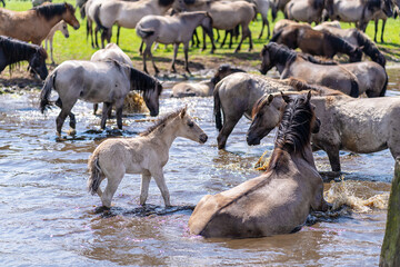 Wildpferde in Dülmen