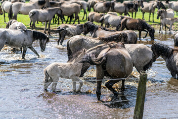 Wildpferde in Dülmen